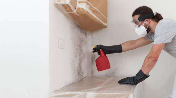 Professional Black Mold Remediation technician working in Rolesville, NC