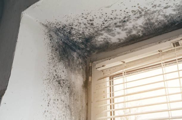 Affordable Black Mold Remediation solutions in Rolesville, NC